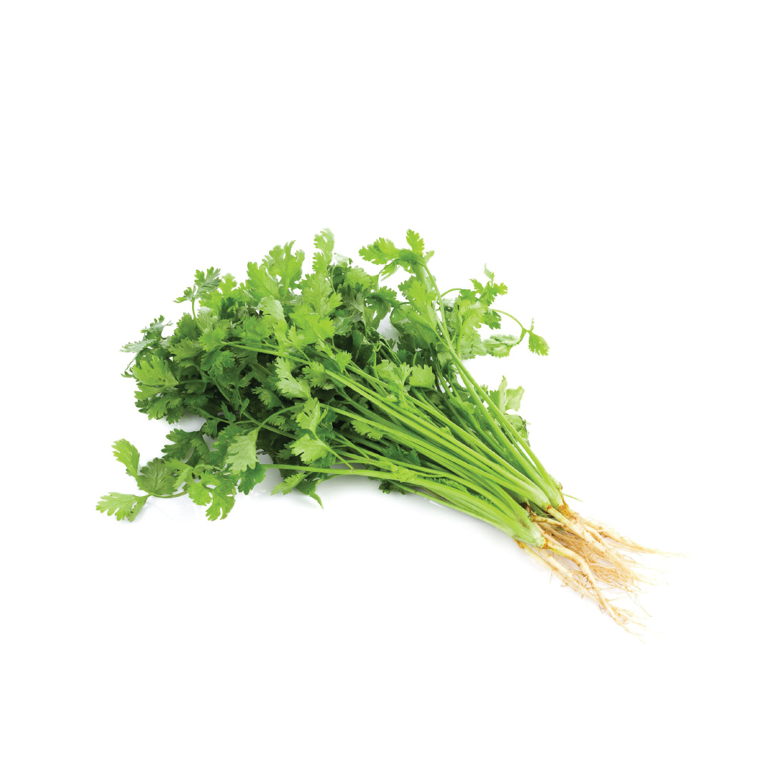 coriander-washington-green-seeds