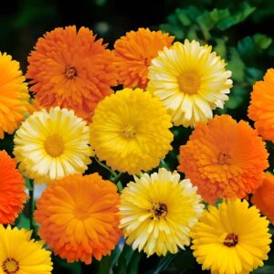 calendula double mix (f1 hybrid) seeds