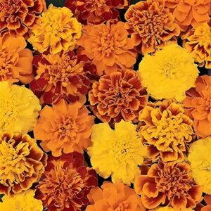 marigold jaffari mixed (f1 hybrid) seeds
