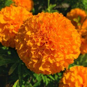 marigold orange (f1 hybrid) seeds